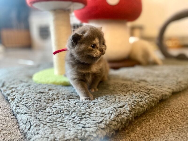 Beautiful scottish fold � british shorthair girls - Image 4 of 9