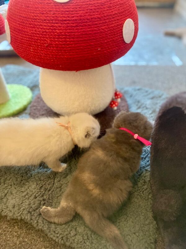 Beautiful scottish fold � british shorthair girls - Image 5 of 9