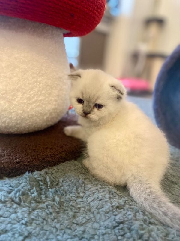 Beautiful scottish fold � british shorthair girls - Image 6 of 9