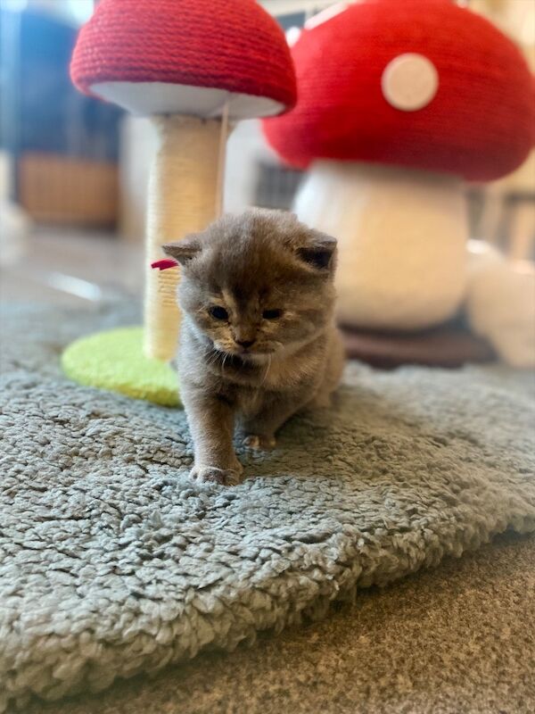 Beautiful scottish fold � british shorthair girls - Image 7 of 9