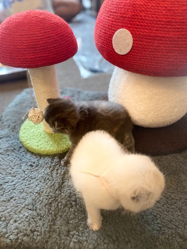 Beautiful scottish fold � british shorthair girls - Image 8 of 9