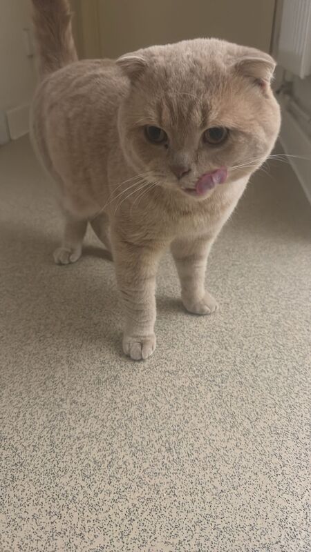 Beautiful scottish fold � british shorthair girls - Image 9 of 9