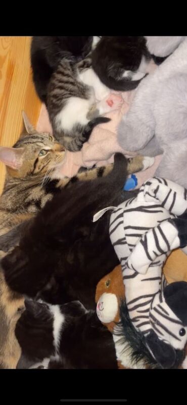 Beautiful shorthair kittens with tabby prints. And and beautiful tabby boy - Image 2 of 6