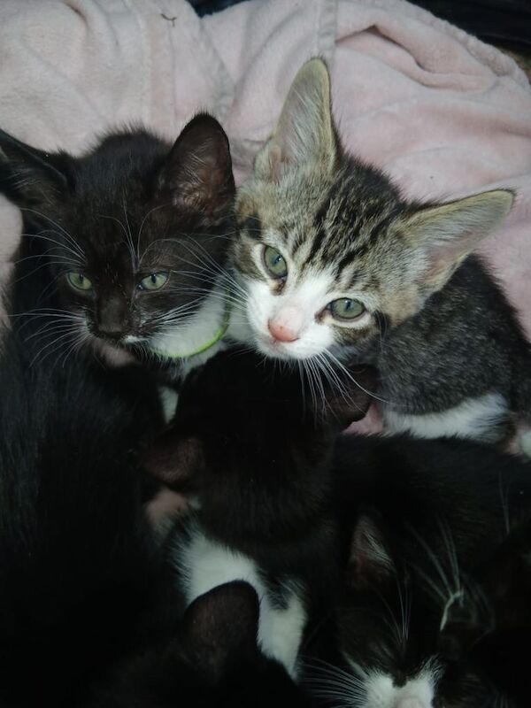 Beautiful shorthair kittens with tabby prints. And and beautiful tabby boy - Image 3 of 6