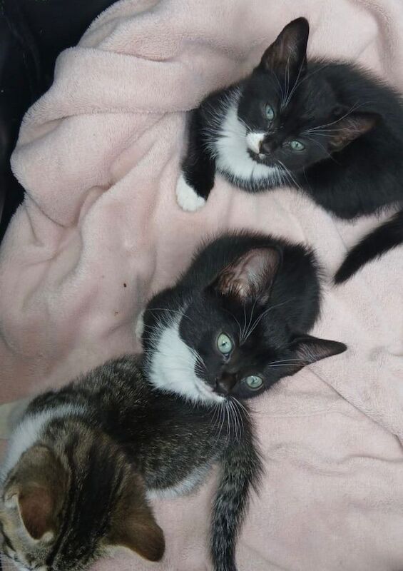 Beautiful shorthair kittens with tabby prints. And and beautiful tabby boy - Image 4 of 6