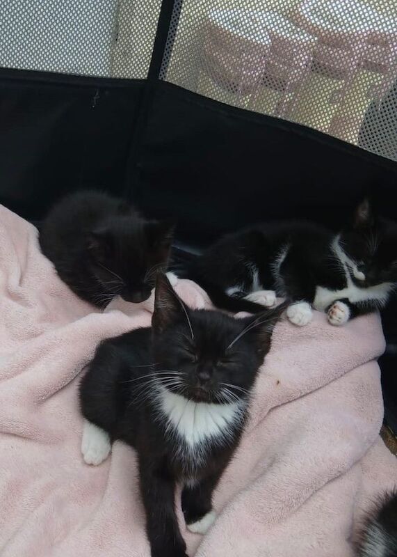 Beautiful shorthair kittens with tabby prints. And and beautiful tabby boy - Image 5 of 6