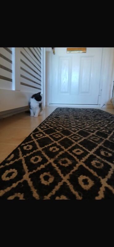 Beautiful shorthair kittens with tabby prints. And and beautiful tabby boy - Image 6 of 6