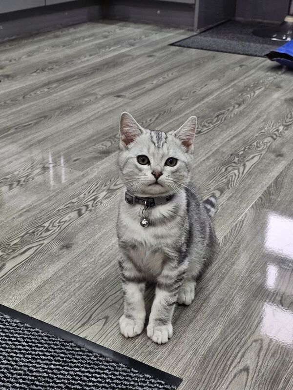 British Shorthair kittens for sale in Burnley, Lancashire – 3 months old