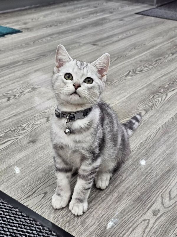 British Shorthair kittens for sale in Burnley, Lancashire – 3 months old - Image 2 of 6