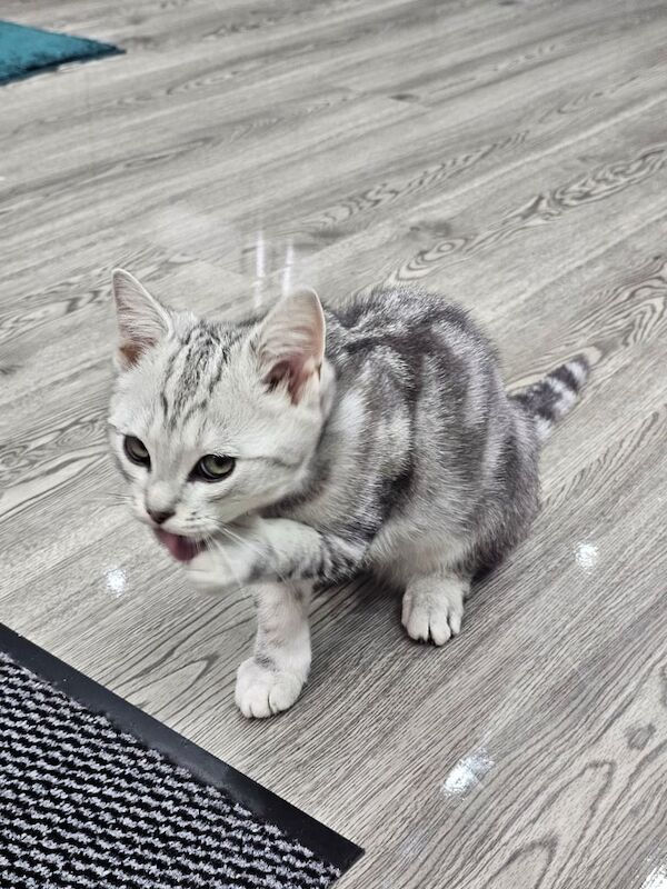 British Shorthair kittens for sale in Burnley, Lancashire – 3 months old - Image 3 of 6
