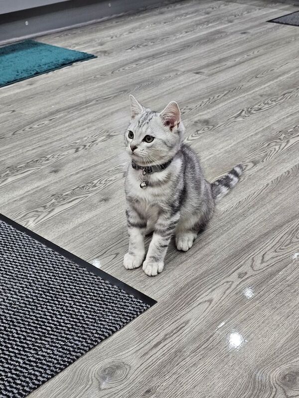 British Shorthair kittens for sale in Burnley, Lancashire – 3 months old - Image 4 of 6