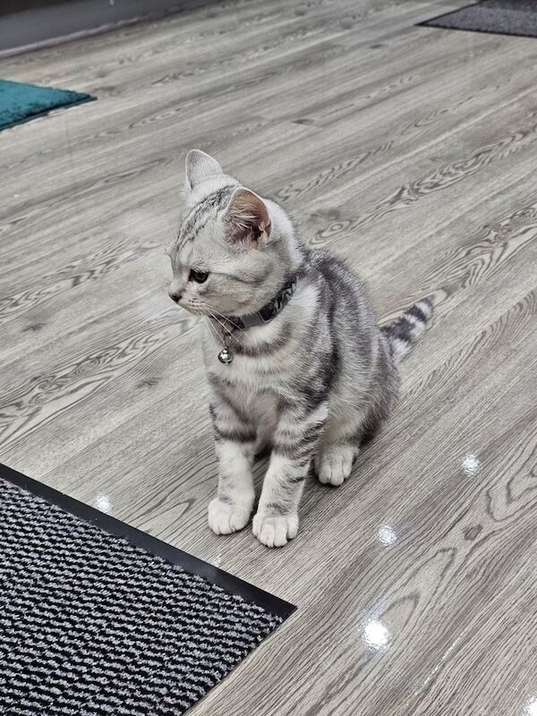 British Shorthair kittens for sale in Burnley, Lancashire – 3 months old - Image 5 of 6
