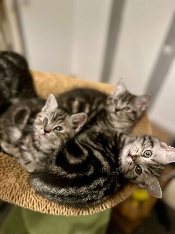 British Shorthair Kittens For Sale