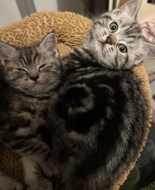 British Shorthair kittens for sale in Otley, West Yorkshire – 9 weeks old - Image 2 of 6