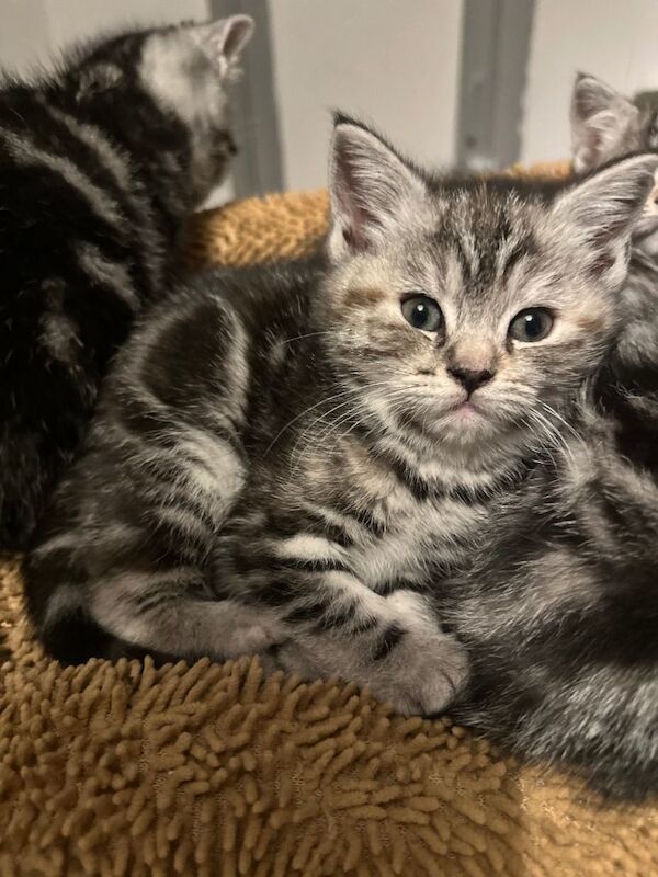 British Shorthair kittens for sale in Otley, West Yorkshire – 9 weeks old - Image 3 of 6