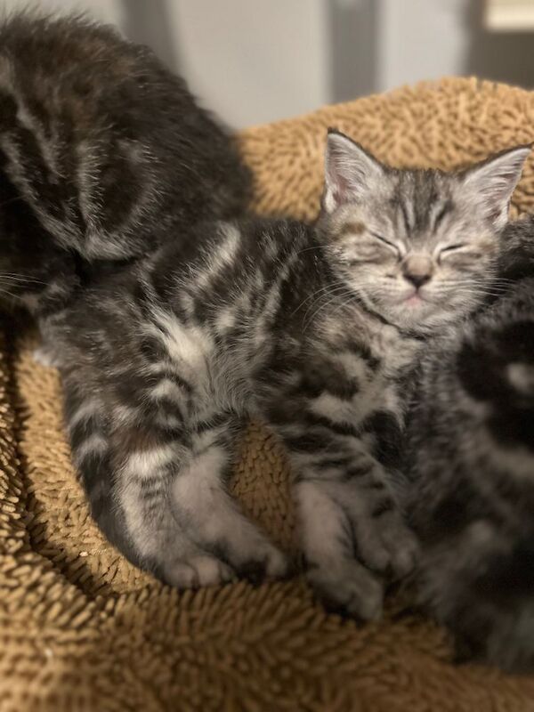 British Shorthair kittens for sale in Otley, West Yorkshire – 9 weeks old - Image 4 of 6