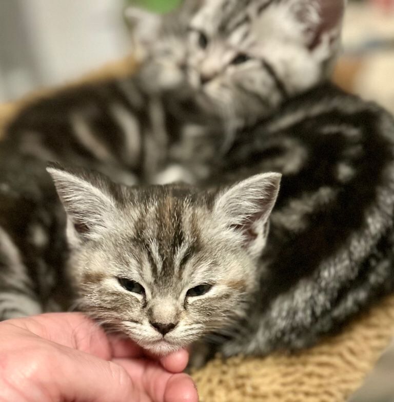 British Shorthair kittens for sale in Otley, West Yorkshire – 9 weeks old - Image 5 of 6
