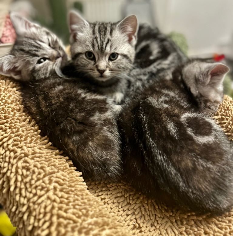 British Shorthair kittens for sale in Otley, West Yorkshire – 9 weeks old - Image 6 of 6