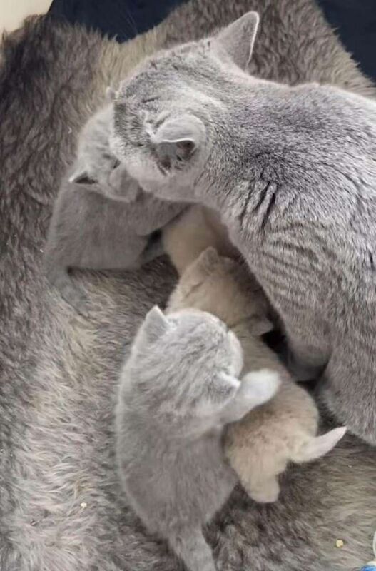 Beautiful Stunning Kittens - Image 2 of 2