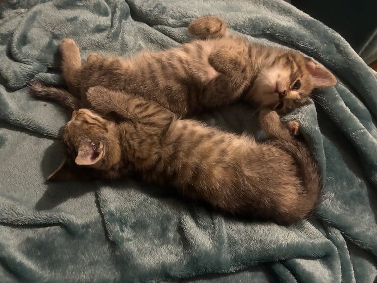 British Shorthair kittens for sale in Ebbw Vale / Glyn Ebwy, Gwent – 8 weeks old