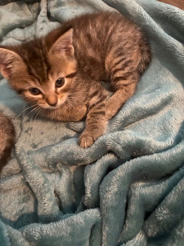 British Shorthair kittens for sale in Ebbw Vale / Glyn Ebwy, Gwent – 8 weeks old - Image 2 of 3