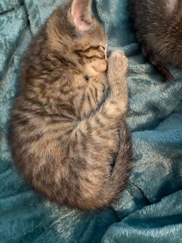 British Shorthair kittens for sale in Ebbw Vale / Glyn Ebwy, Gwent – 8 weeks old - Image 3 of 3