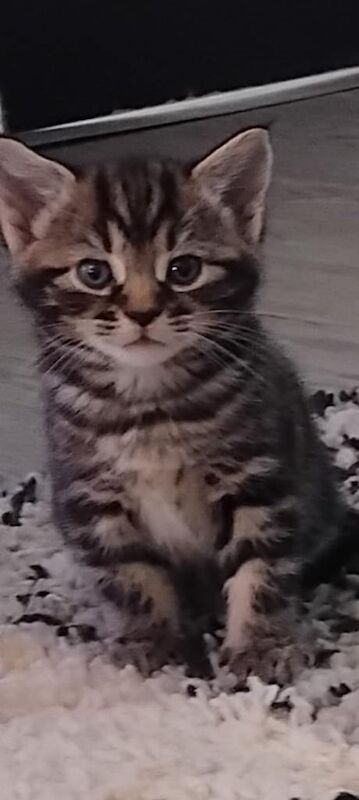 Beautiful tabby kittens boys and girls - Image 2 of 4