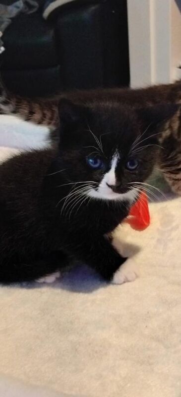 Beautiful tabby kittens boys and girls - Image 3 of 4