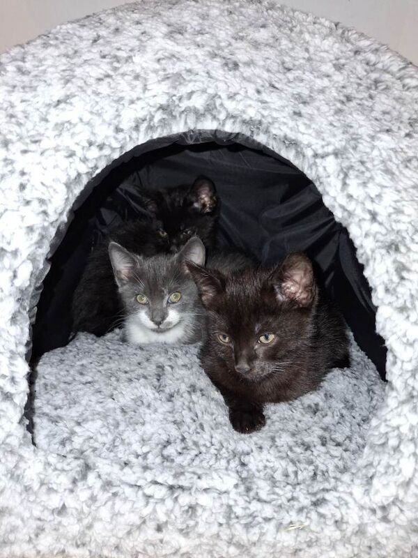 British Shorthair kittens for sale in Bredbury, Greater Manchester – 8 weeks old