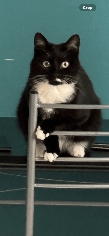 Beautiful Tuxedo cat 11 months old for sale in Omagh, County Tyrone