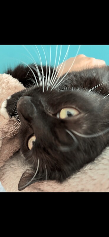 Beautiful Tuxedo cat 11 months old for sale in Omagh, County Tyrone | Image 2