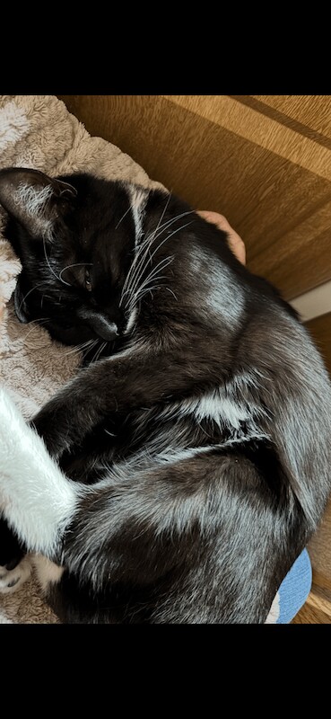 Beautiful Tuxedo cat 11 months old for sale in Omagh, County Tyrone - Image 3