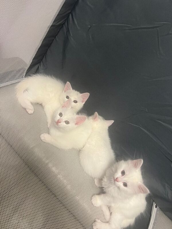 Beautiful White British shorthair kittens cross