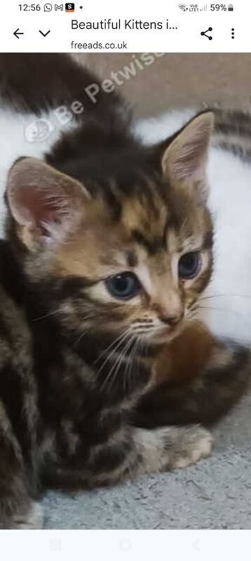 British Shorthair kittens for sale in Northolt, Greater London – 10 weeks old