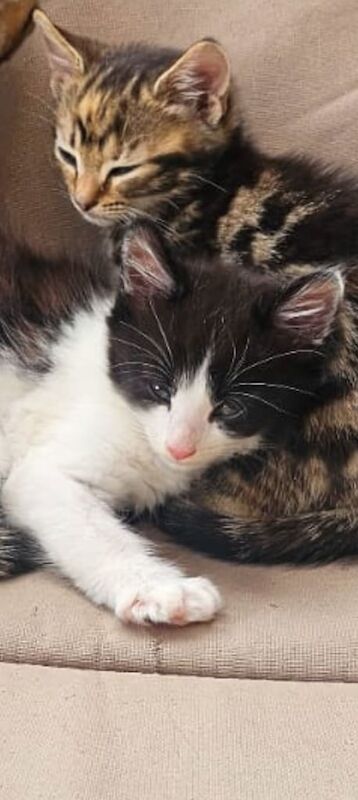 British Shorthair kittens for sale in Northolt, Greater London – 10 weeks old - Image 3 of 3