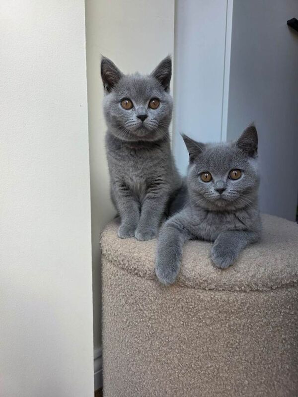 Beautifully British Shorthair kittens
