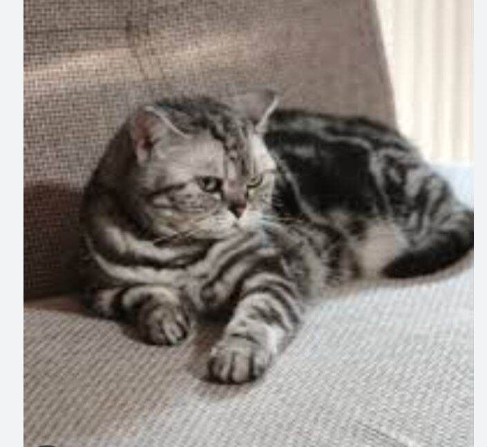 Bella blue British shorthair girl