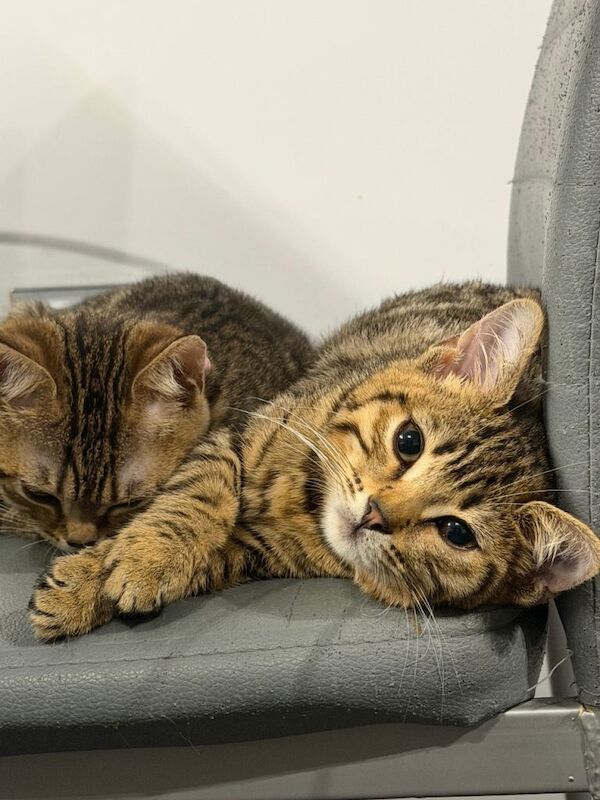 British Shorthair kittens for sale in Croydon, London – 3 months old