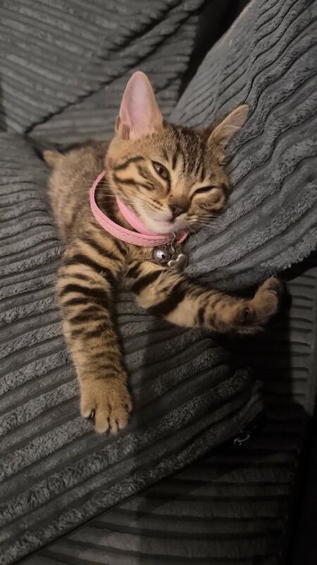 Bengal x British Shorthair Kittens – 2 Available - Image 2 of 3