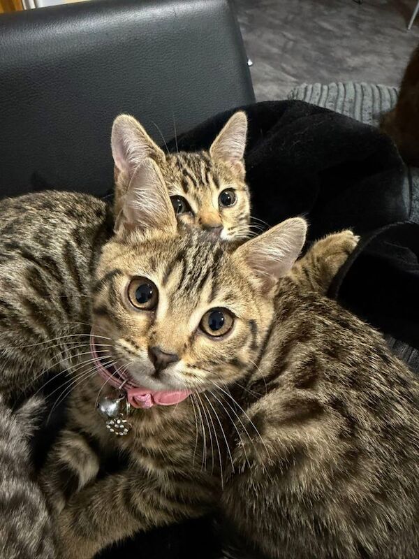 Bengal x British Shorthair Kittens – 2 Available - Image 3 of 3