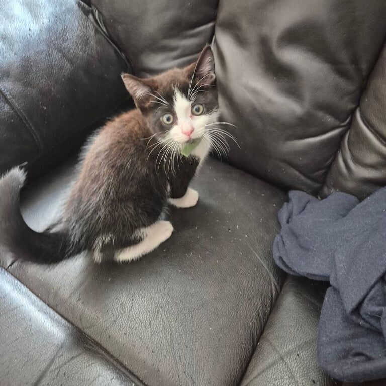 British Shorthair kittens for sale in Ashford, Kent – 9 weeks old