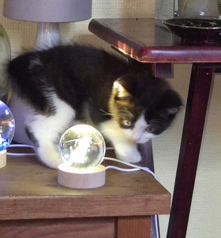 British Shorthair kittens for sale in Ashford, Kent – 9 weeks old - Image 2 of 3