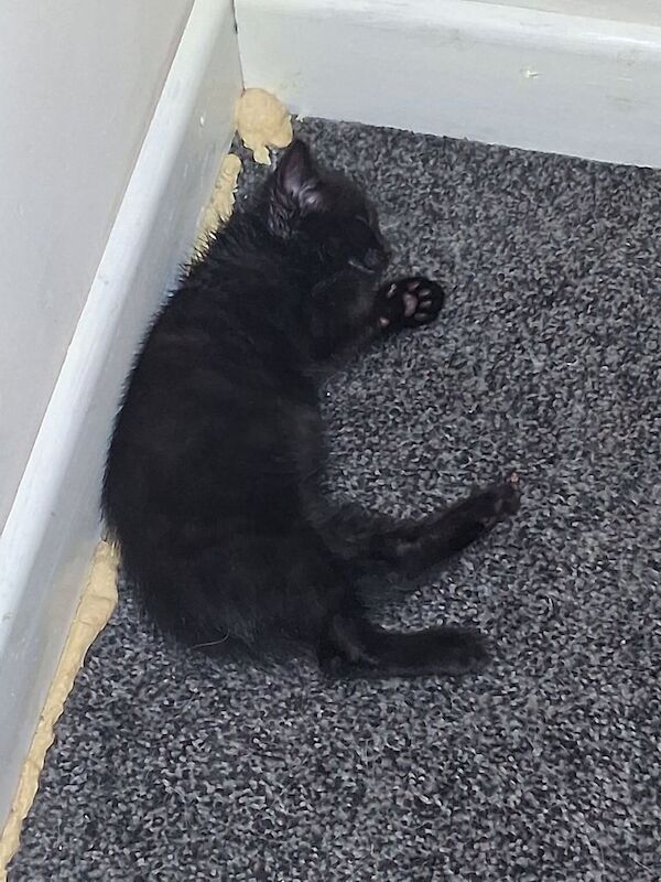 British Shorthair kittens for sale in Ward End, West Midlands – 8 weeks old - Image 3 of 3