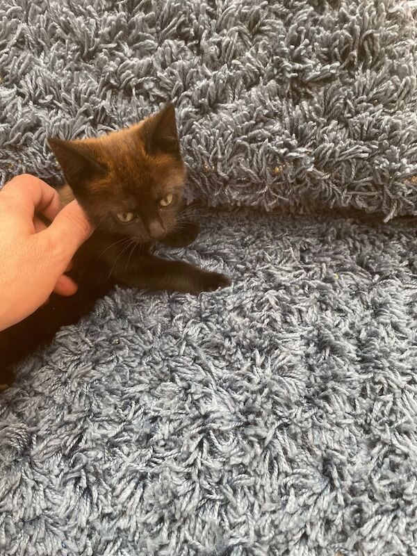 British Shorthair kittens for sale in Trowbridge, Wiltshire – 8 weeks old - Image 2 of 3