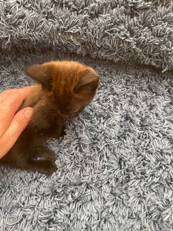 British Shorthair kittens for sale in Trowbridge, Wiltshire – 8 weeks old - Image 3 of 3
