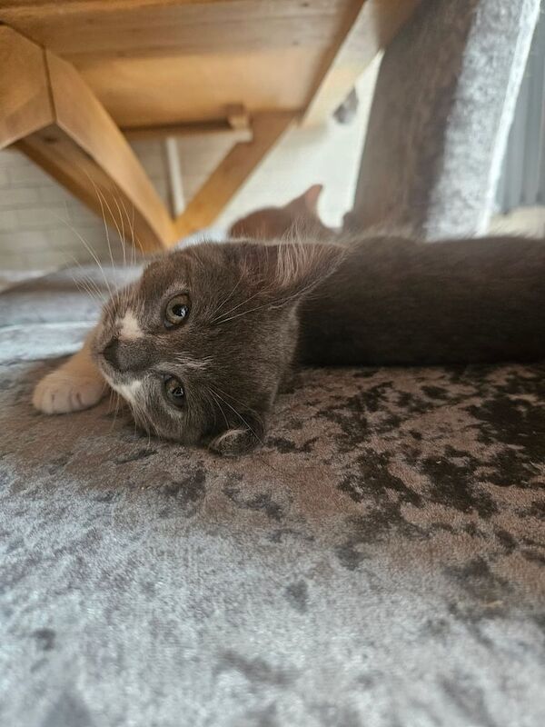 British Shorthair kittens for sale in Witney, Oxfordshire – 11 weeks old