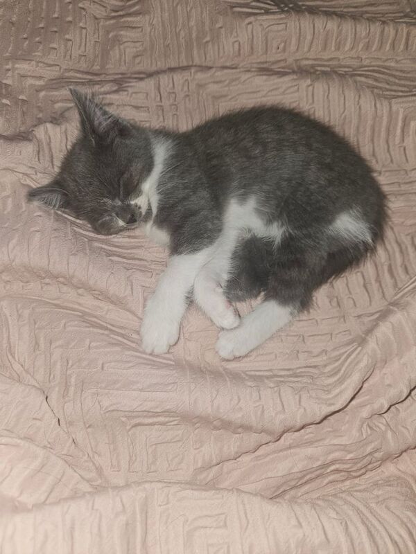 British Shorthair kittens for sale in Witney, Oxfordshire – 11 weeks old - Image 2 of 3