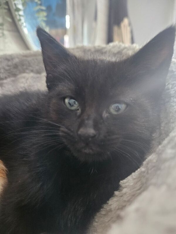 British Shorthair kittens for sale in Witney, Oxfordshire – 11 weeks old - Image 3 of 3