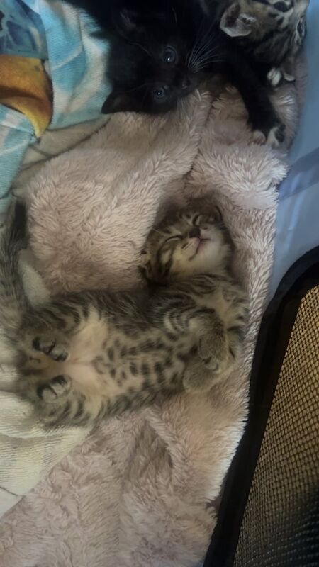 British Shorthair kittens for sale in Northampton, Northamptonshire – 10 weeks old