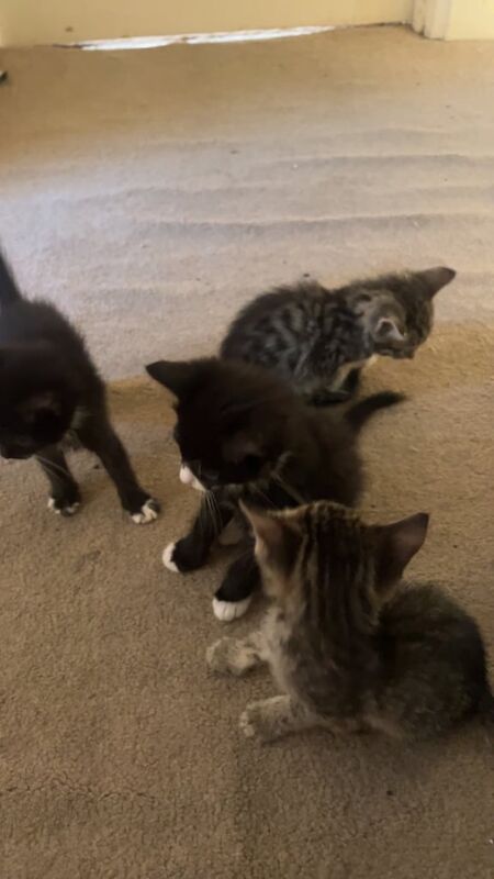 British Shorthair kittens for sale in Northampton, Northamptonshire – 10 weeks old - Image 2 of 3